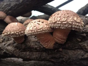 菇神嚴選椴木香菇，台中新社在地頂級菇類食材