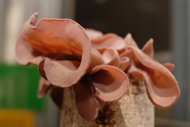 新鮮黑木耳-菇神