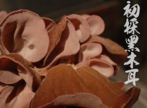 菇神嚴選黑木耳初次採收，台灣珍稀養生菇類農產